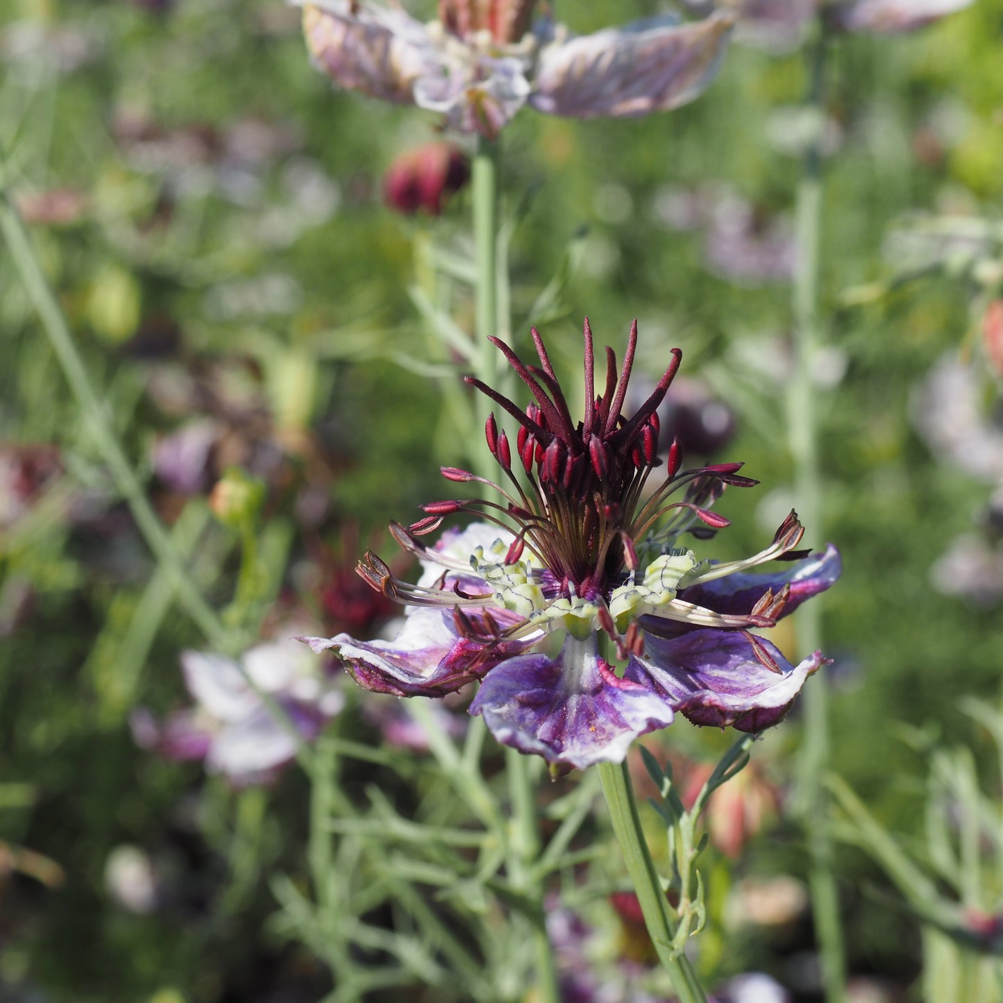 Nigella - Delft Blue