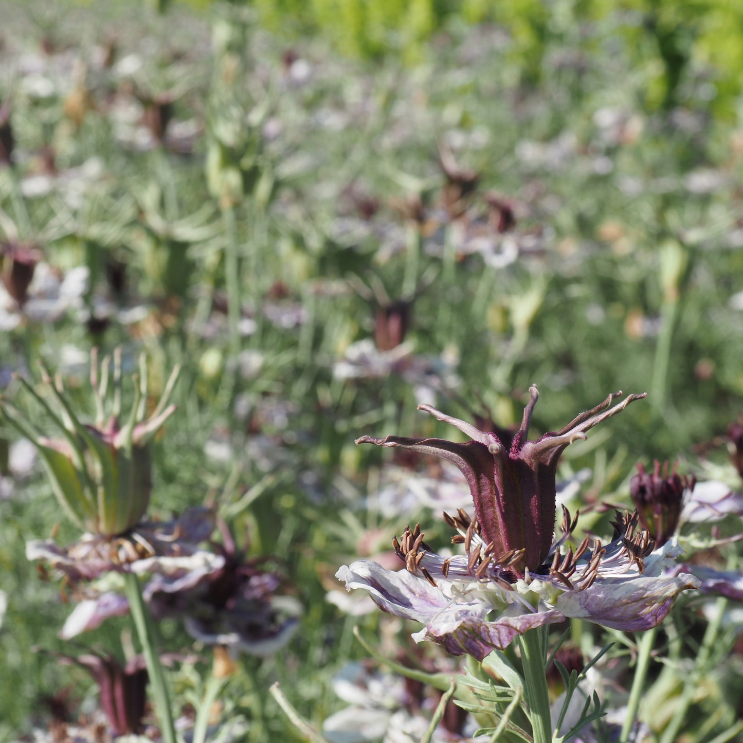Nigella - Delft Blue