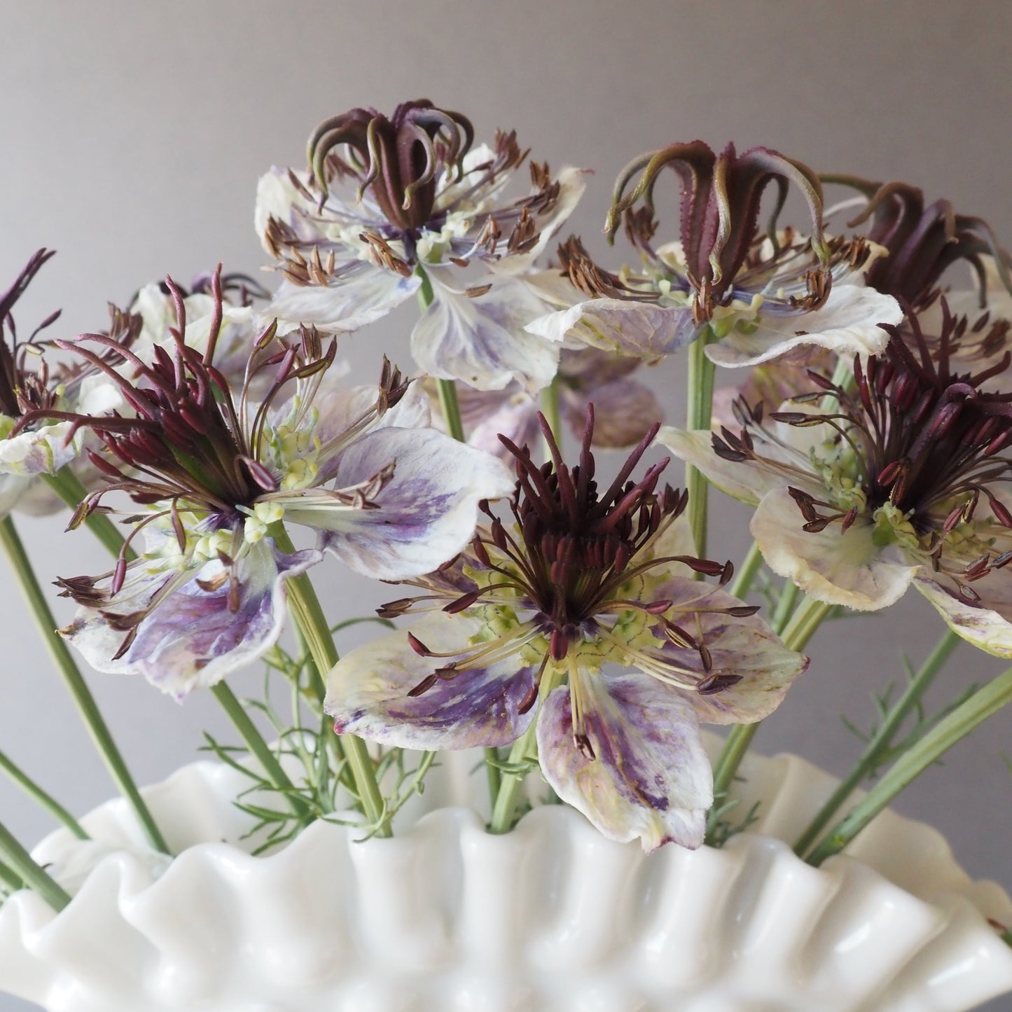 Nigella - Delft Blue