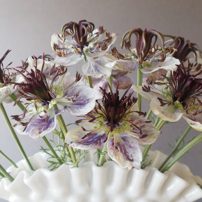 Nigella - Delft Blue