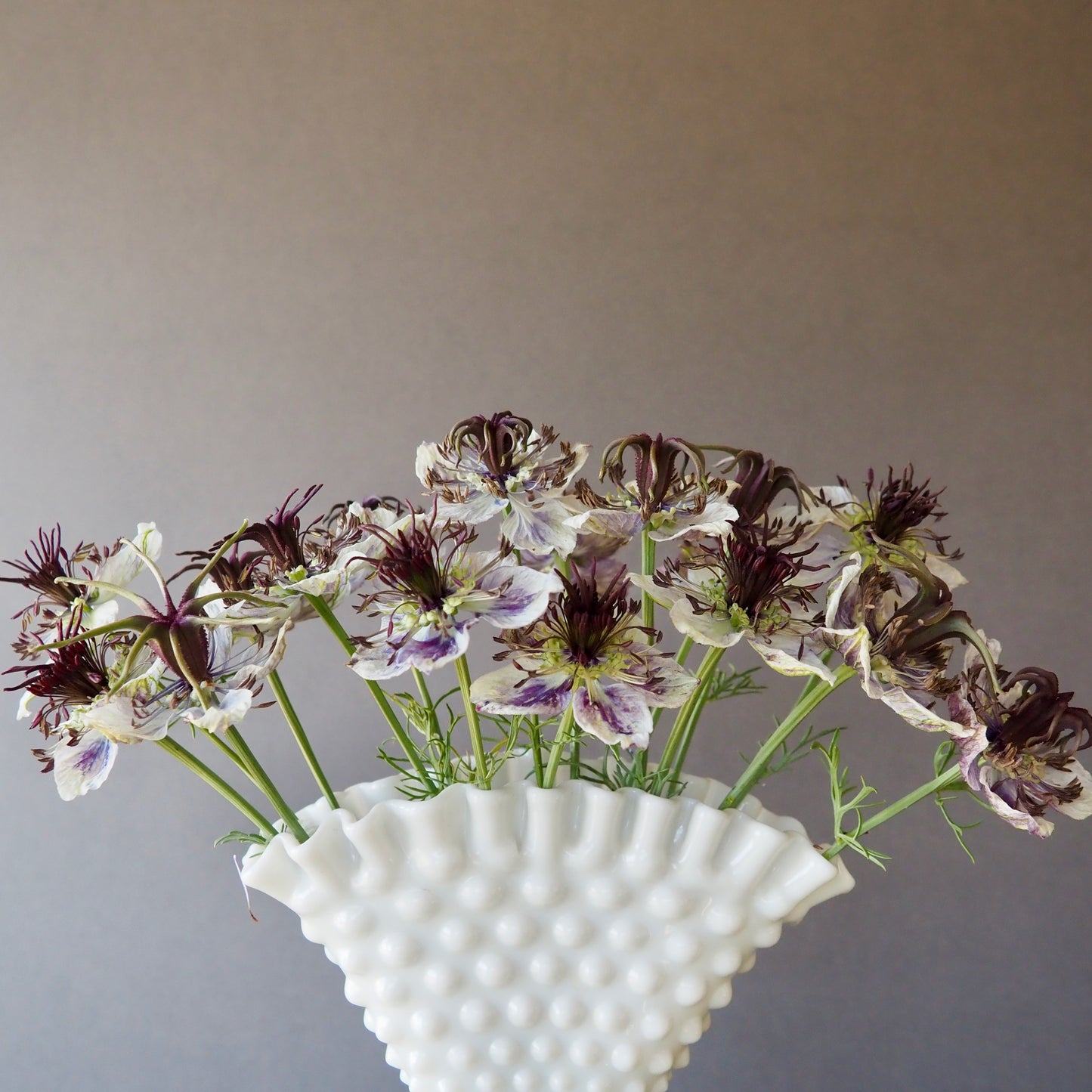 Nigella - Delft Blue