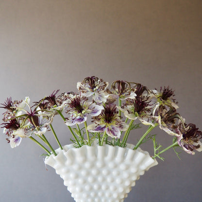 Nigella - Delft Blue