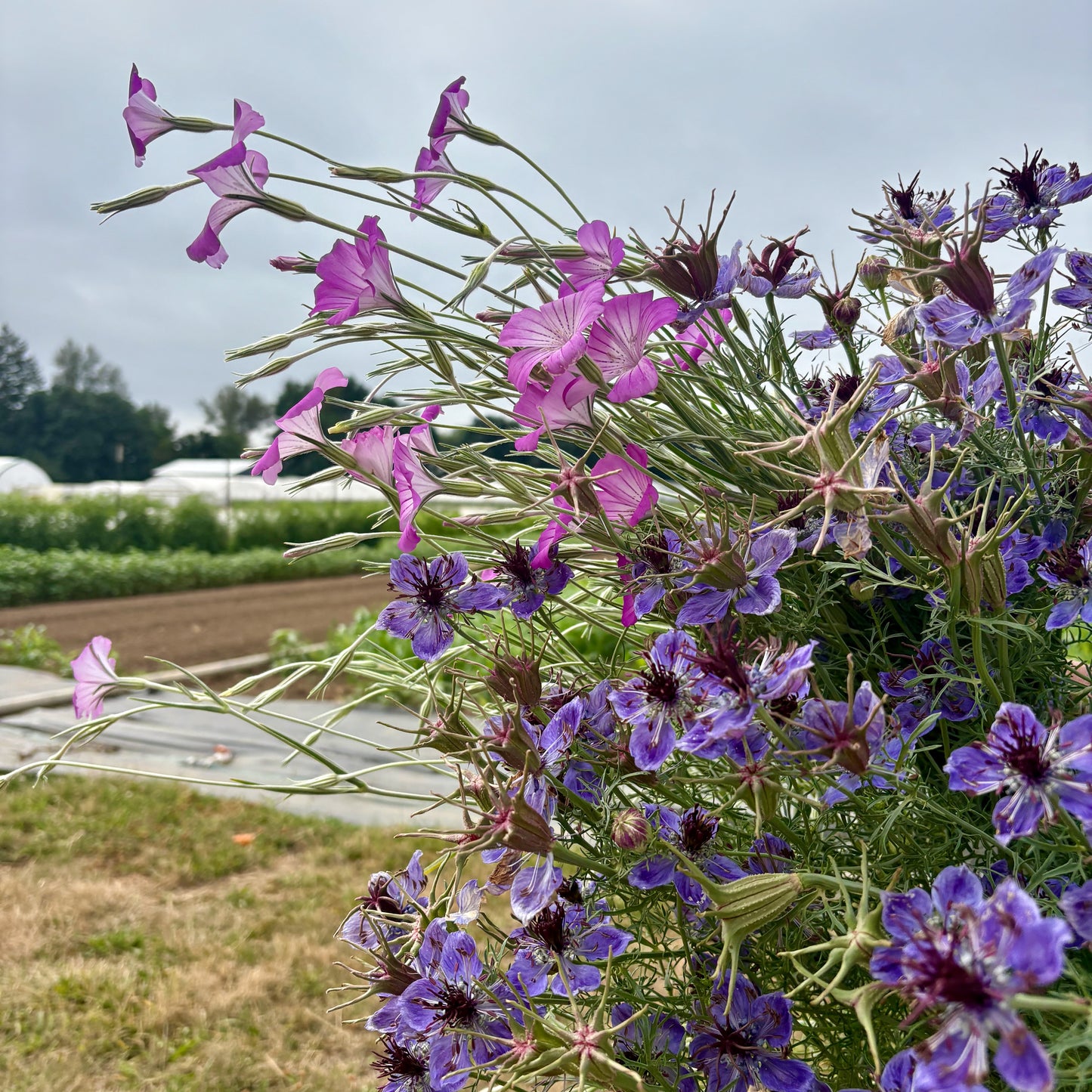 Nigella - Delft Blue