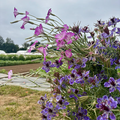 Nigella - Delft Blue