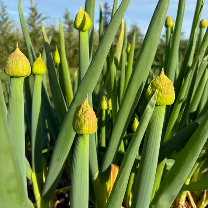 Onion - Red Welsh Bunching