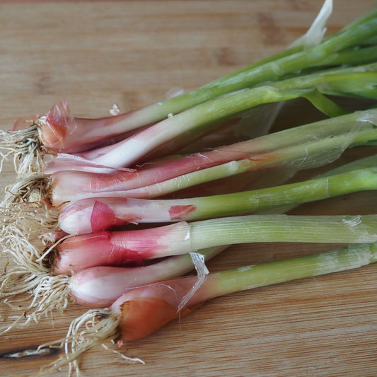Onion ⁃ Organic Seed - Red Welsh Bunching