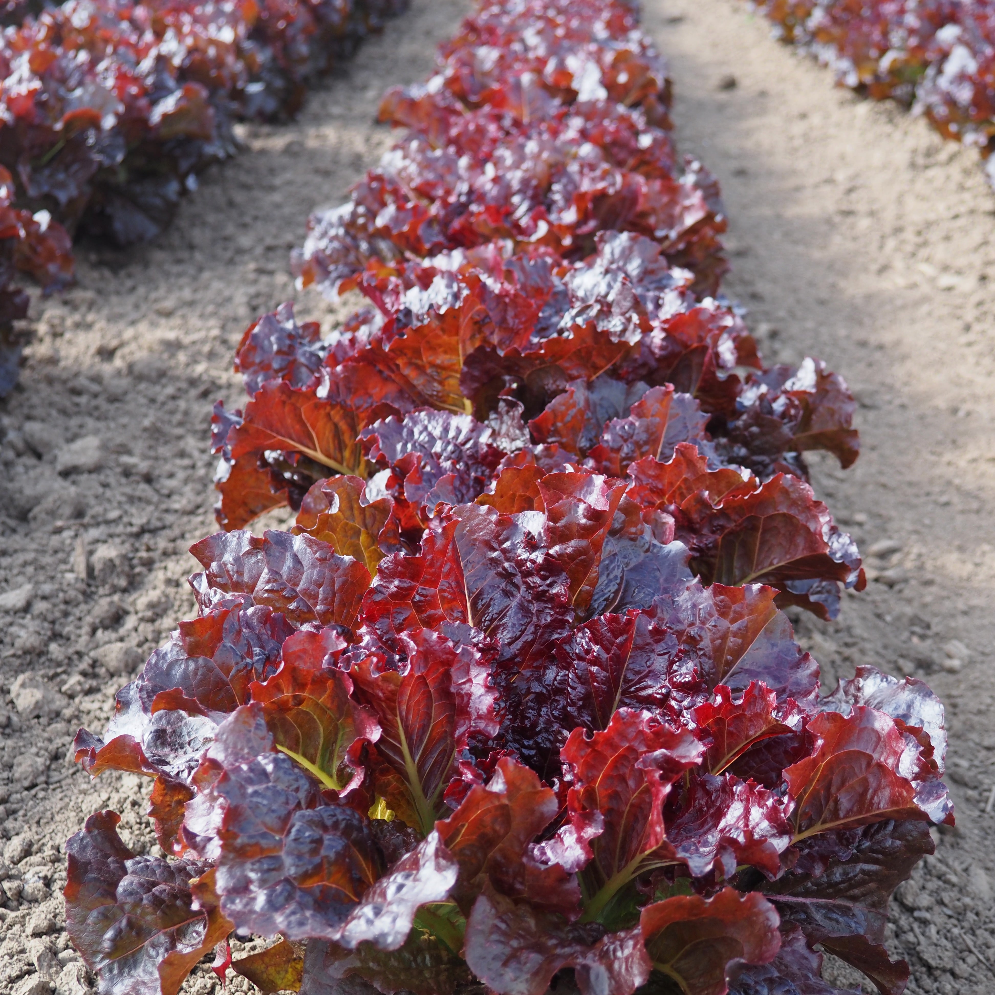 Wild Garden Seeds Outredgeous Lettuce - Thumbnail 4