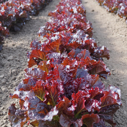 Lettuce ⁃ Organic Seed - Outredgeous