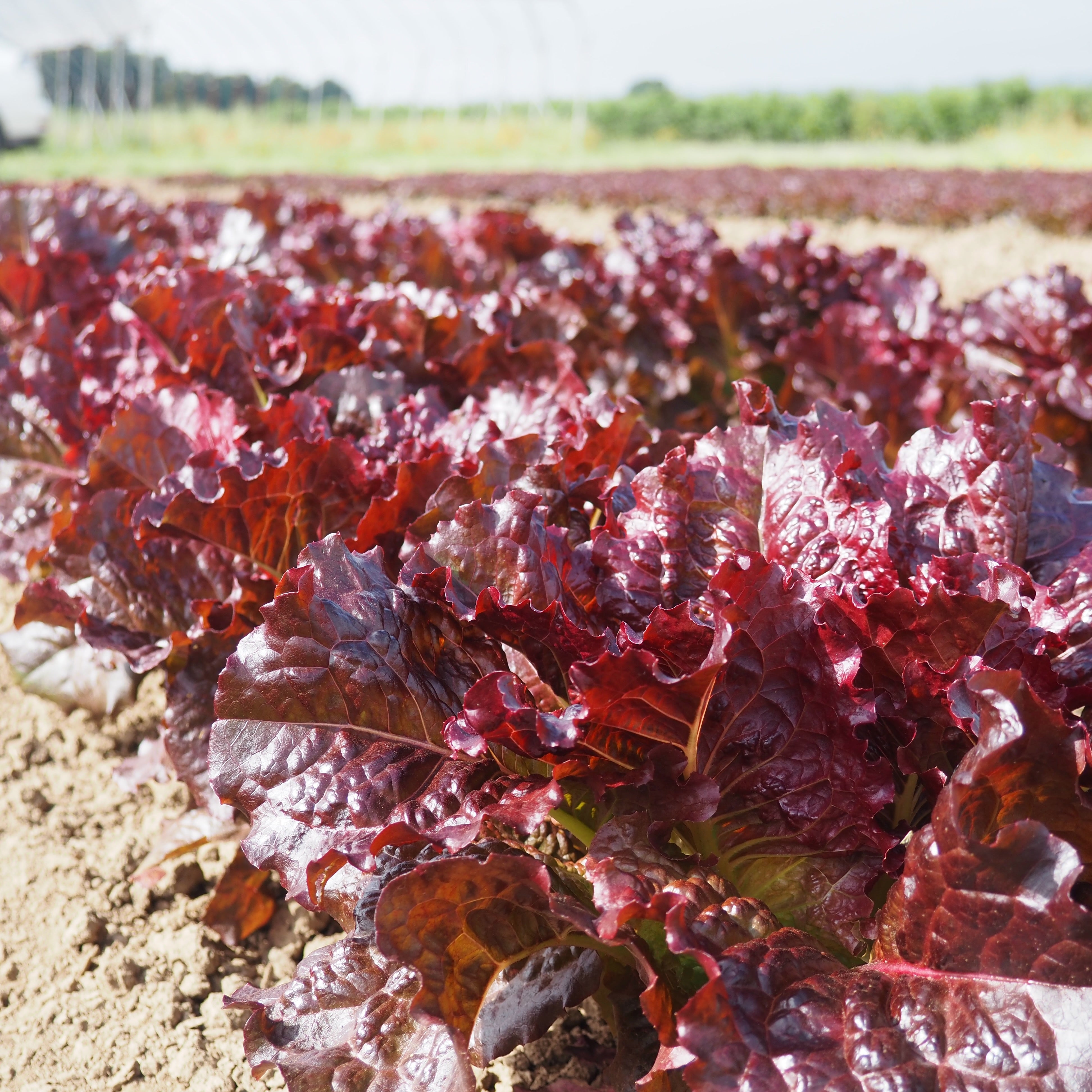 Wild Garden Seeds Outredgeous Lettuce - Thumbnail 3