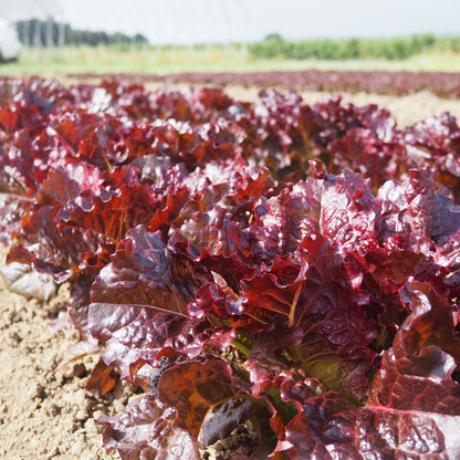 Lettuce ⁃ Organic Seed - Outredgeous