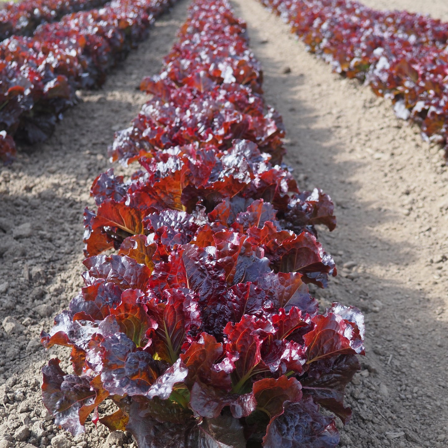Lettuce ⁃ Organic Seed - Outredgeous