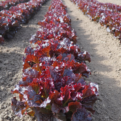 Lettuce ⁃ Organic Seed - Outredgeous