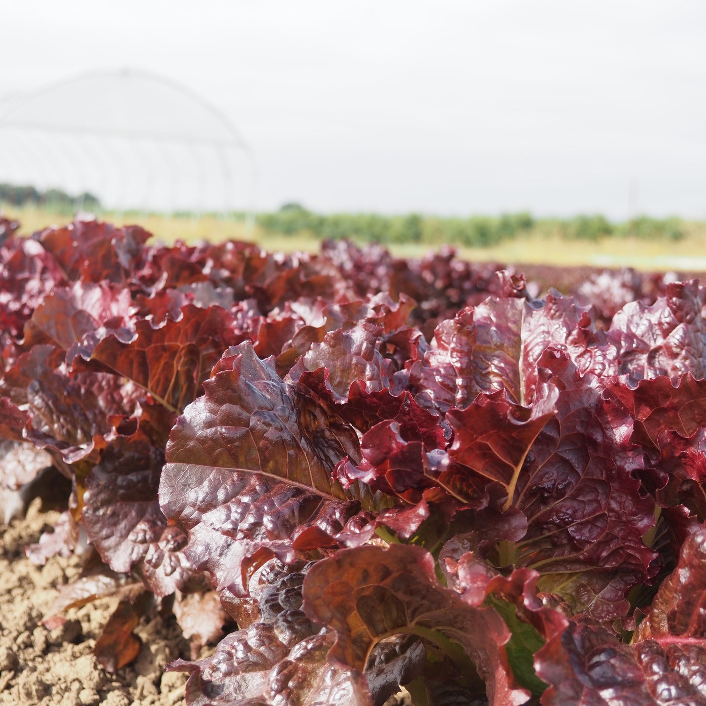 Lettuce ⁃ Organic Seed - Outredgeous