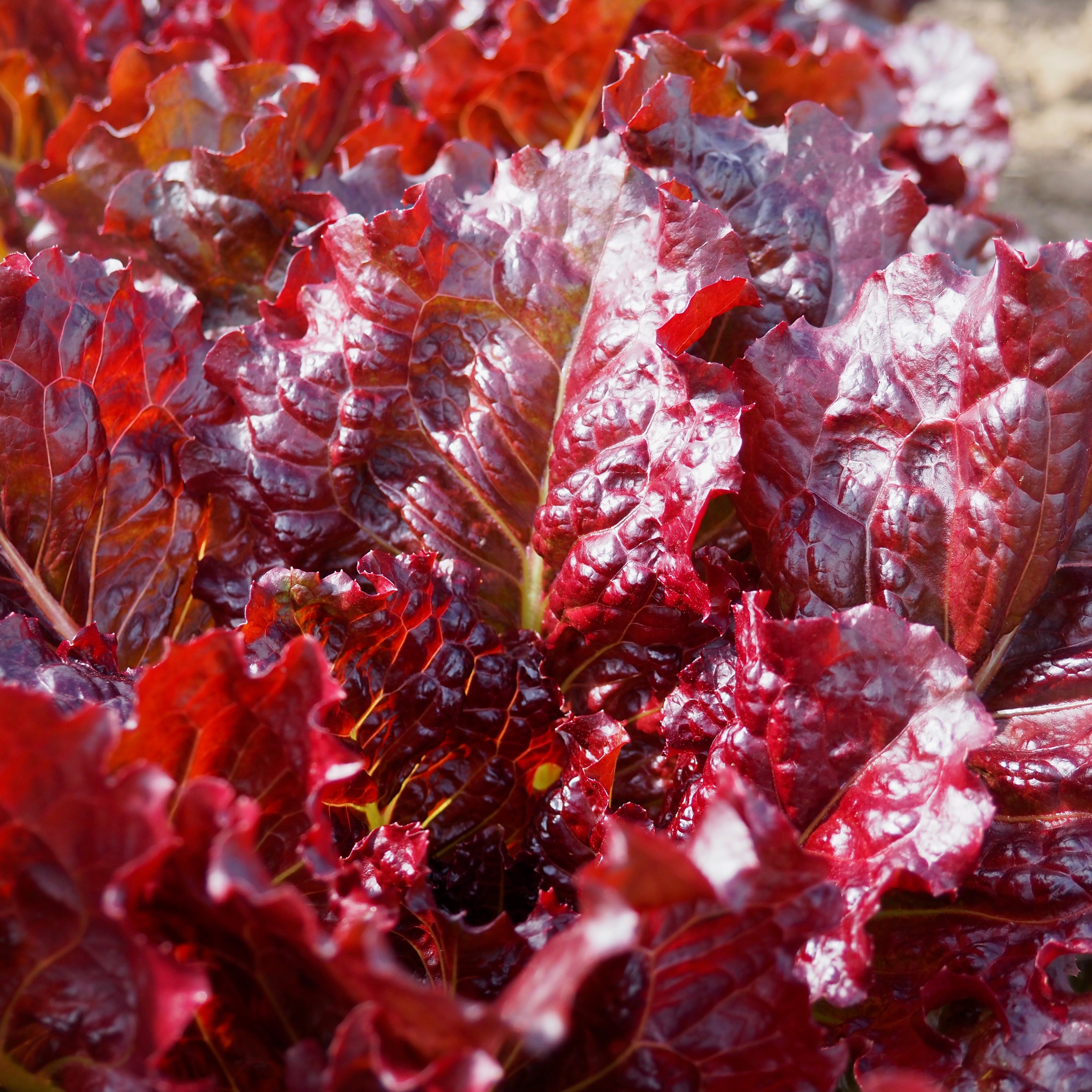 Wild Garden Seeds Outredgeous Lettuce - Thumbnail 2
