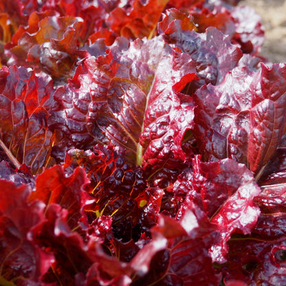 Lettuce ⁃ Organic Seed - Outredgeous