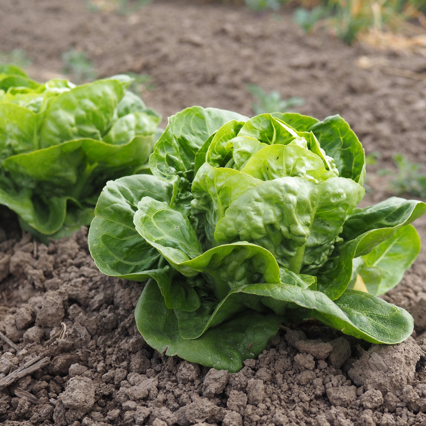Lettuce ⁃ Organic Seed - Little Gem