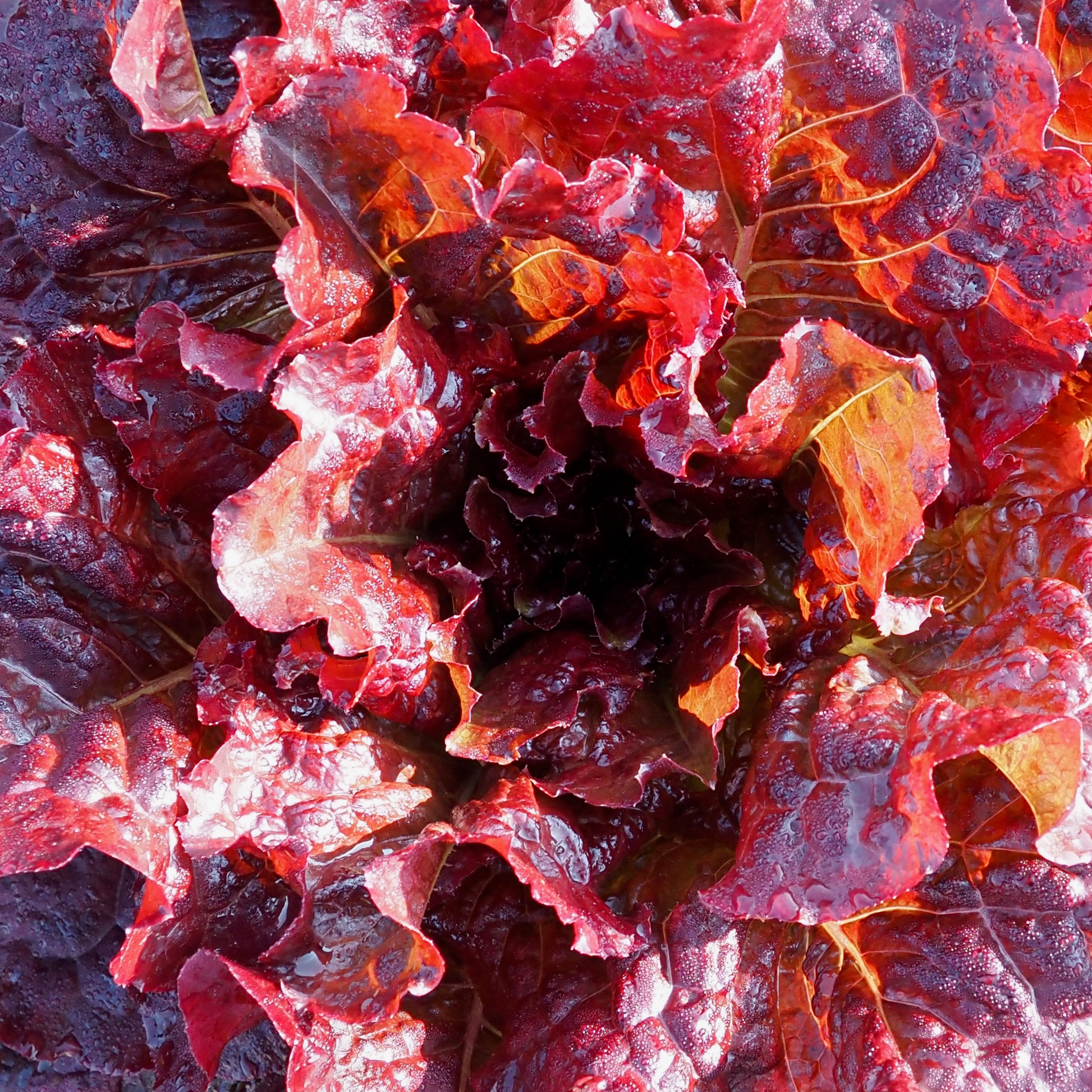 Wild Garden Seeds Outredgeous Lettuce