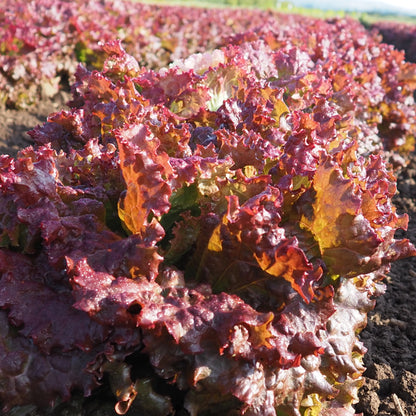 Lettuce ⁃ Organic Seed - New Red Fire