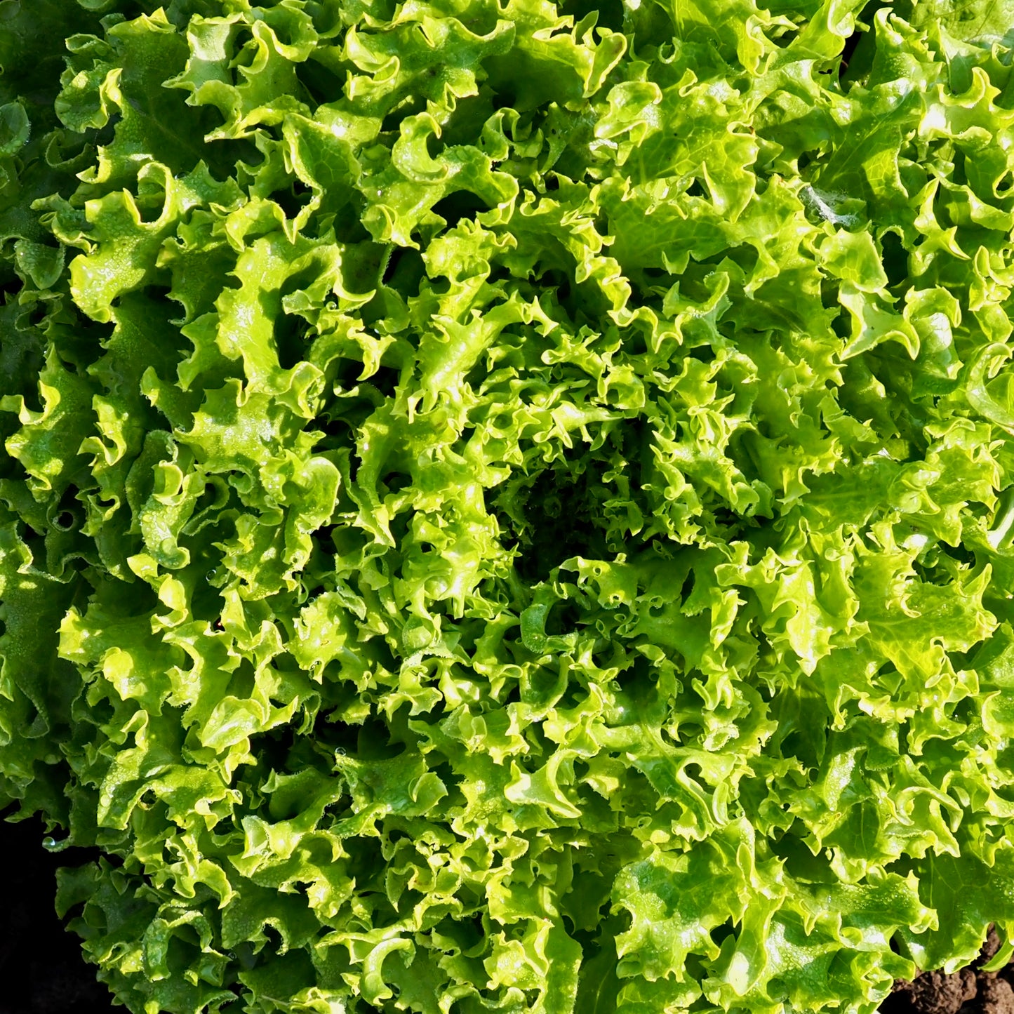 Lettuce - Tango