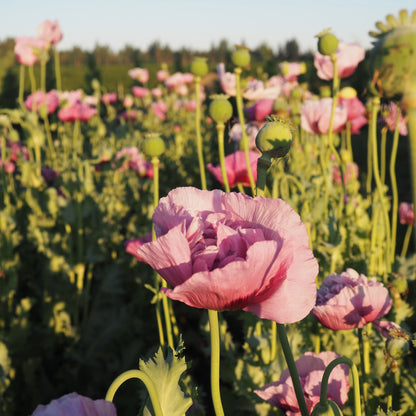 Poppy - French Violet