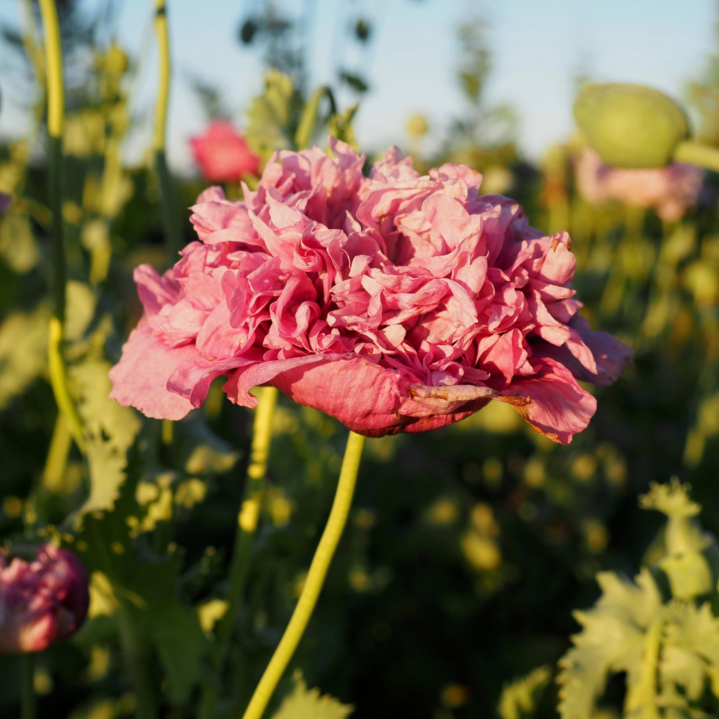 Poppy - French Violet