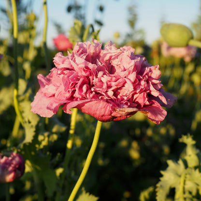 Poppy - French Violet