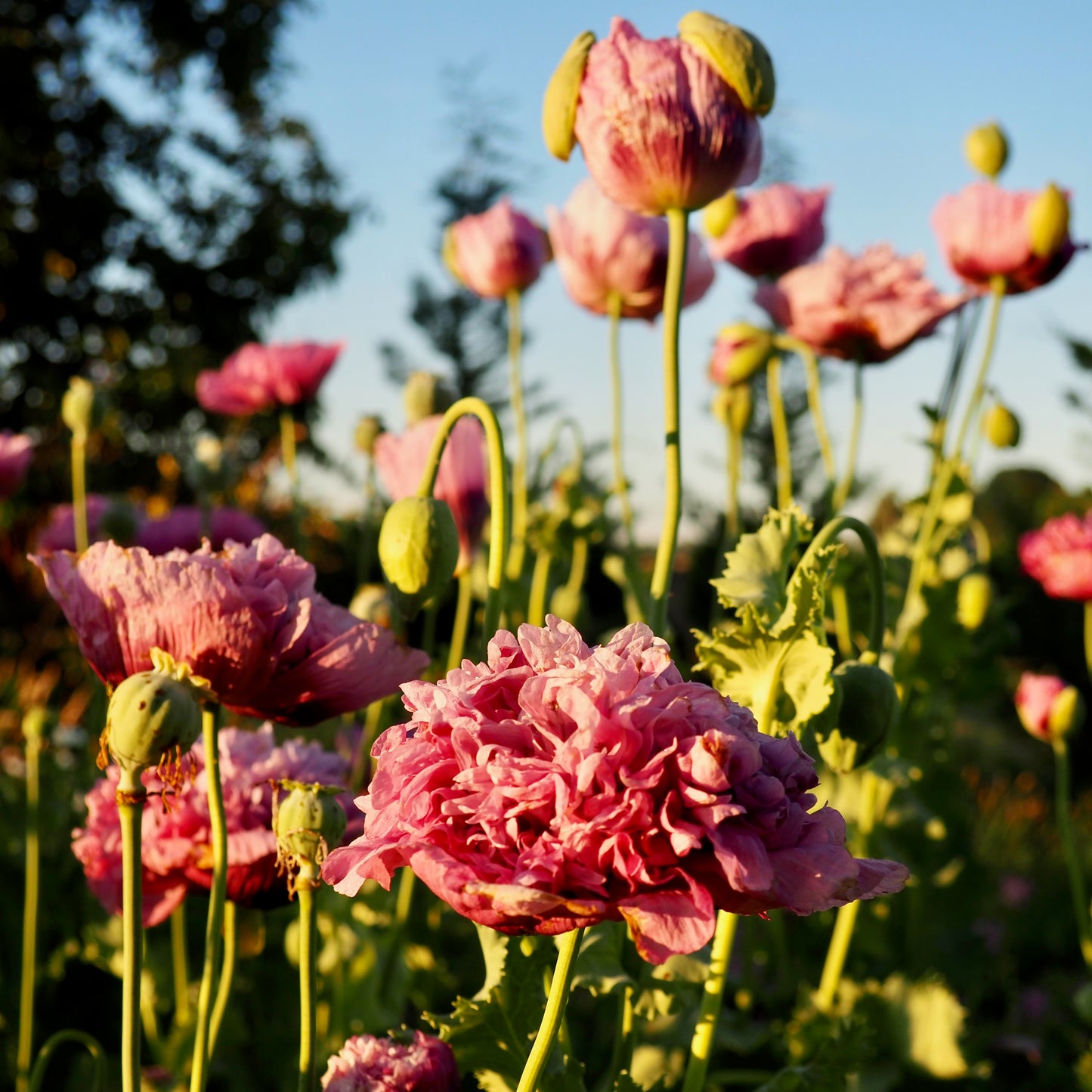 Poppy - French Violet