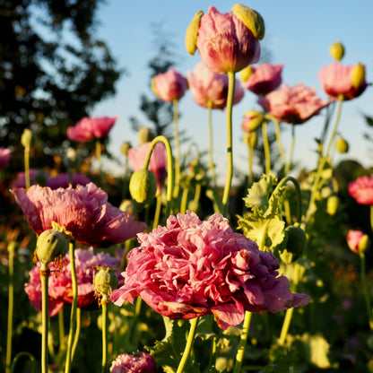 Poppy - French Violet
