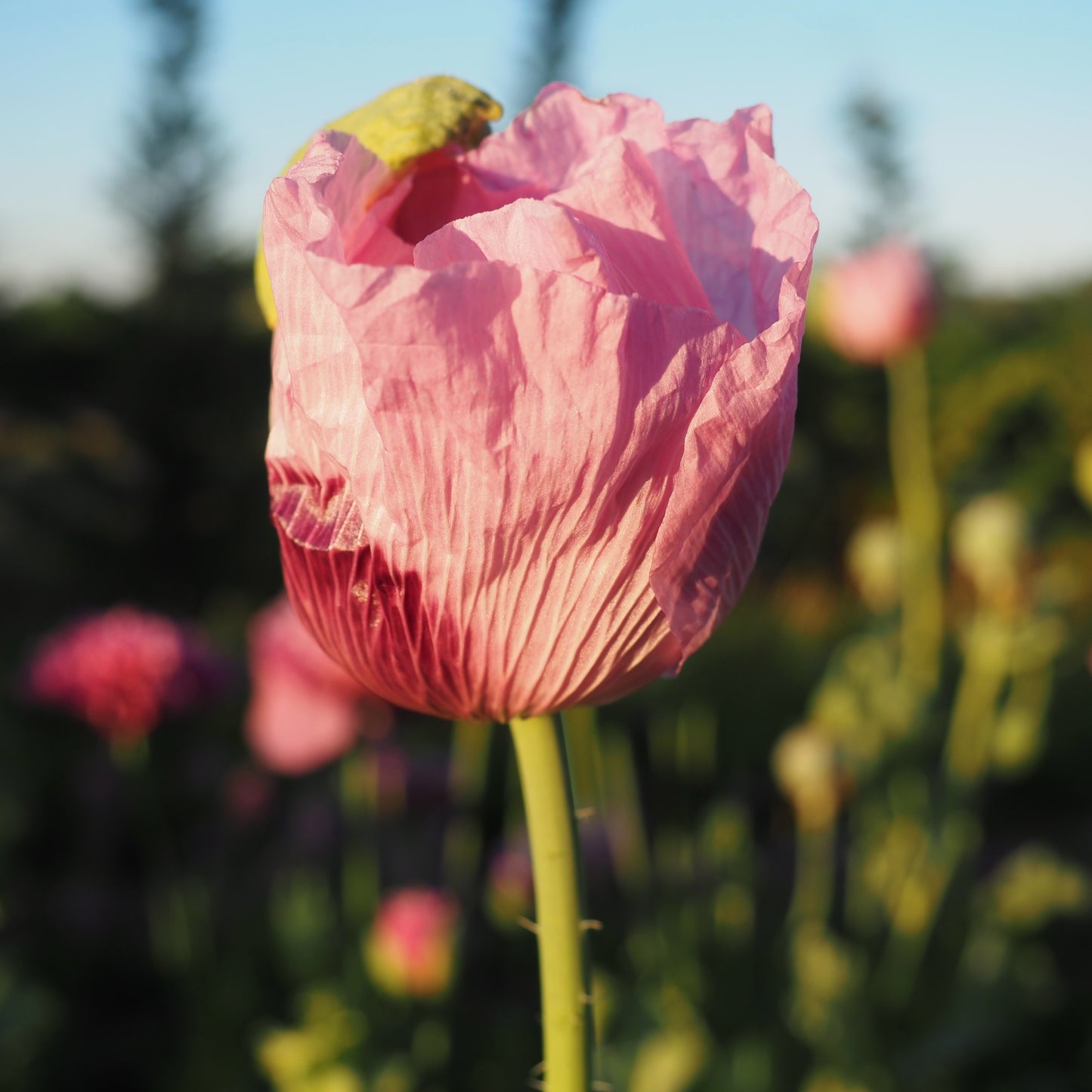 Poppy - French Violet