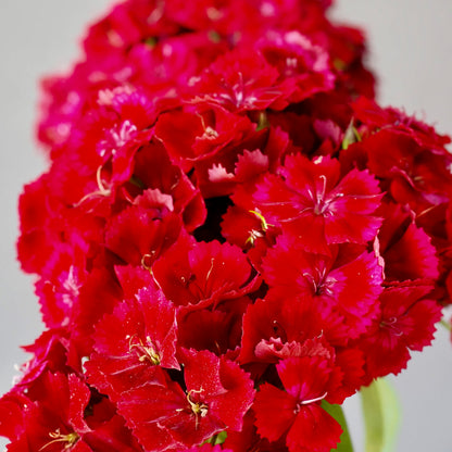 Dianthus ⁃ Organic Seed  -  Barcelona Red