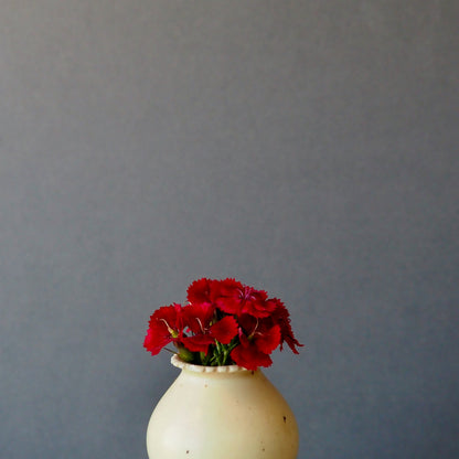 Dianthus ⁃ Organic Seed  -  Barcelona Red