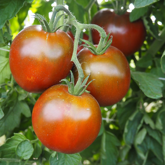 Tomato  - Black Prince