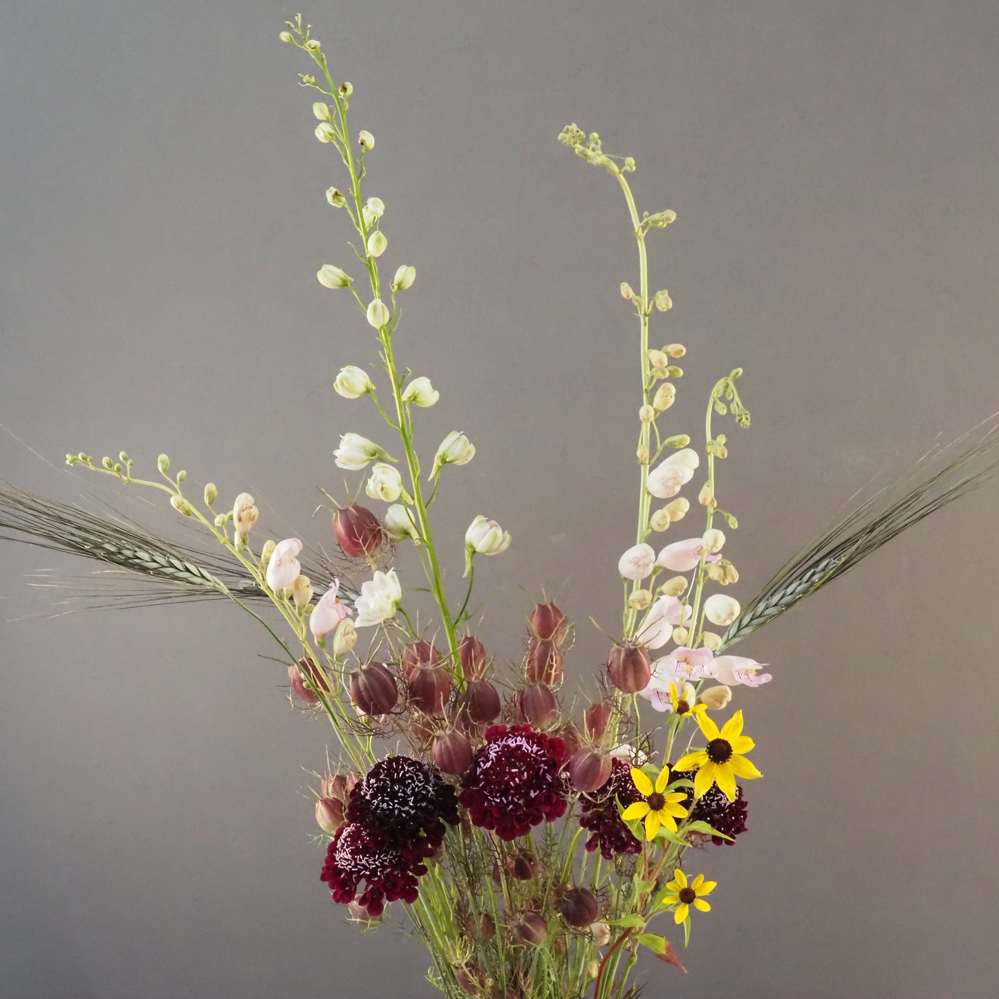 Penstemon - Palmer's