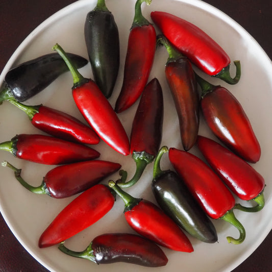 Pepper  - Black Hungarian