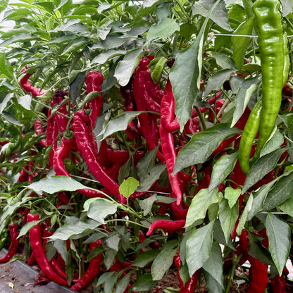 Pepper  - Jimmy Nardello