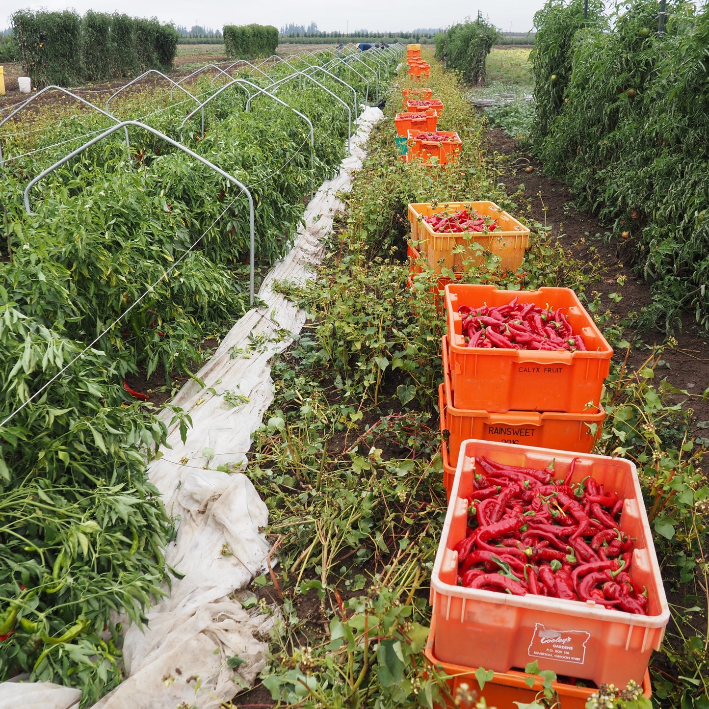 Pepper  - Jimmy Nardello