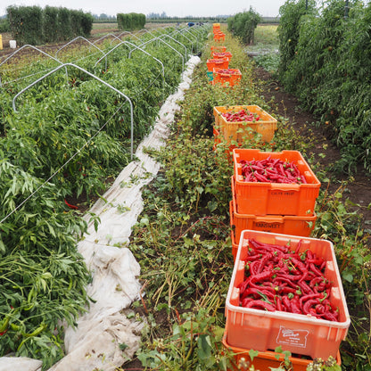 Pepper  - Jimmy Nardello