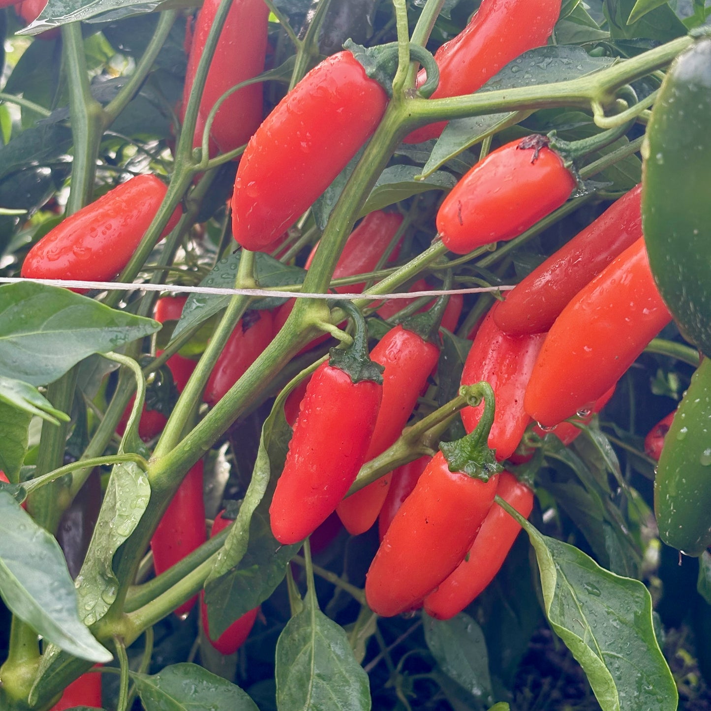 Pepper  - Orange Spice Jalapeño