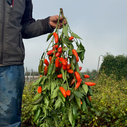 Pepper  - Orange Spice Jalapeño