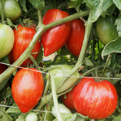 Tomato  - Prairie Fire