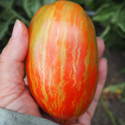 Tomato  - Prairie Fire