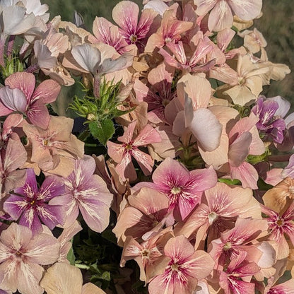 Phlox - Creme Brûlée