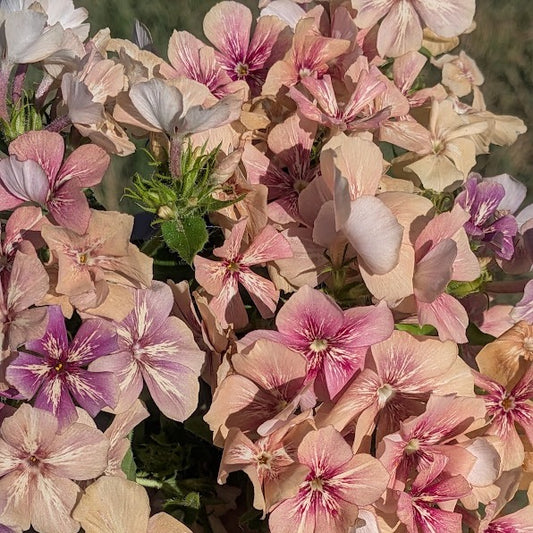 Phlox - Creme Brûlée