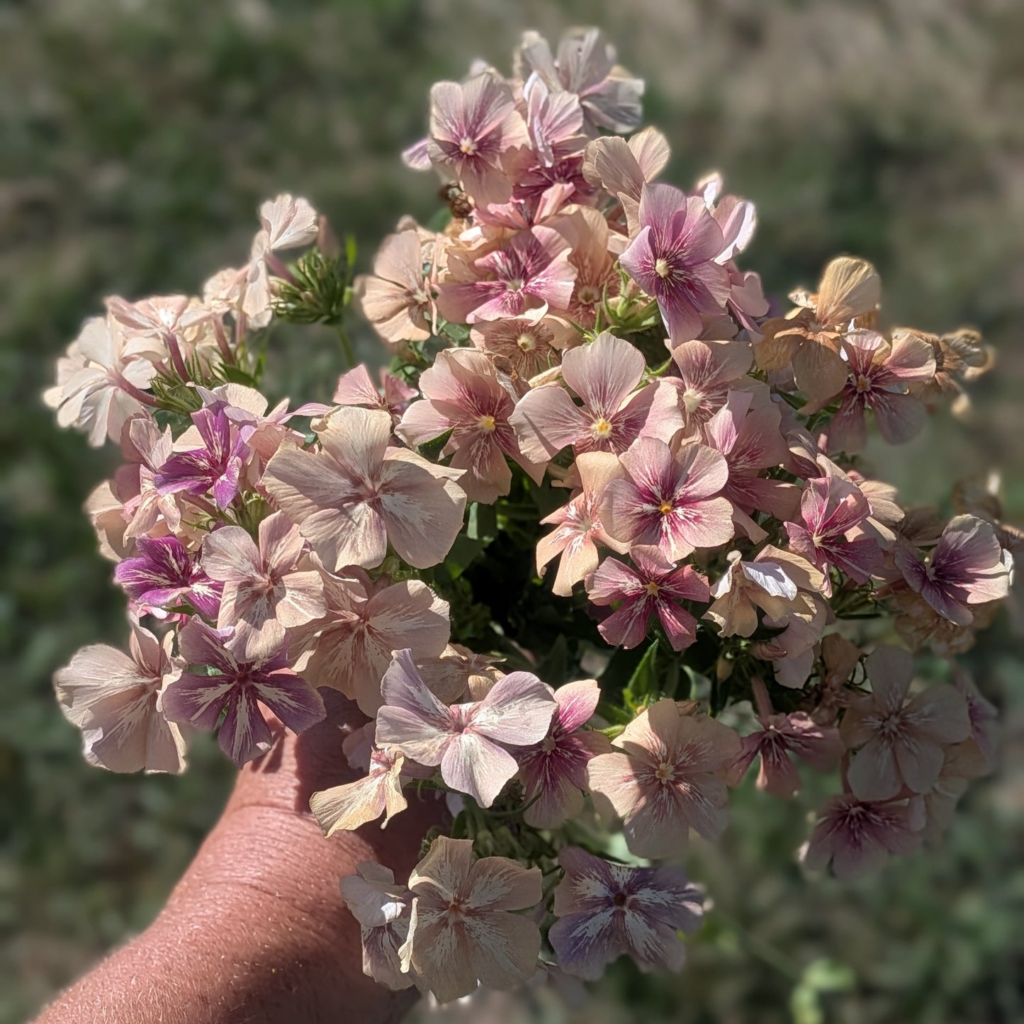 Phlox - Creme Brûlée