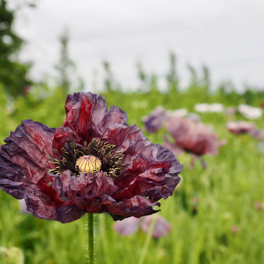 Poppy - Amazing Grey