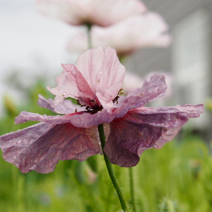 Poppy - Amazing Grey