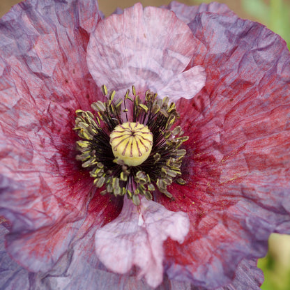 Poppy - Amazing Grey