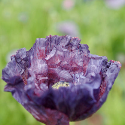 Poppy - Amazing Grey