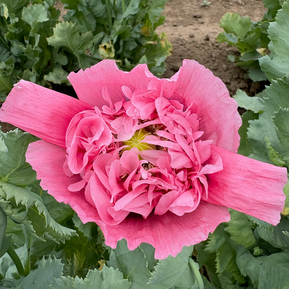 Poppy - Flamatt Double Rose – Summertime Seed Co.