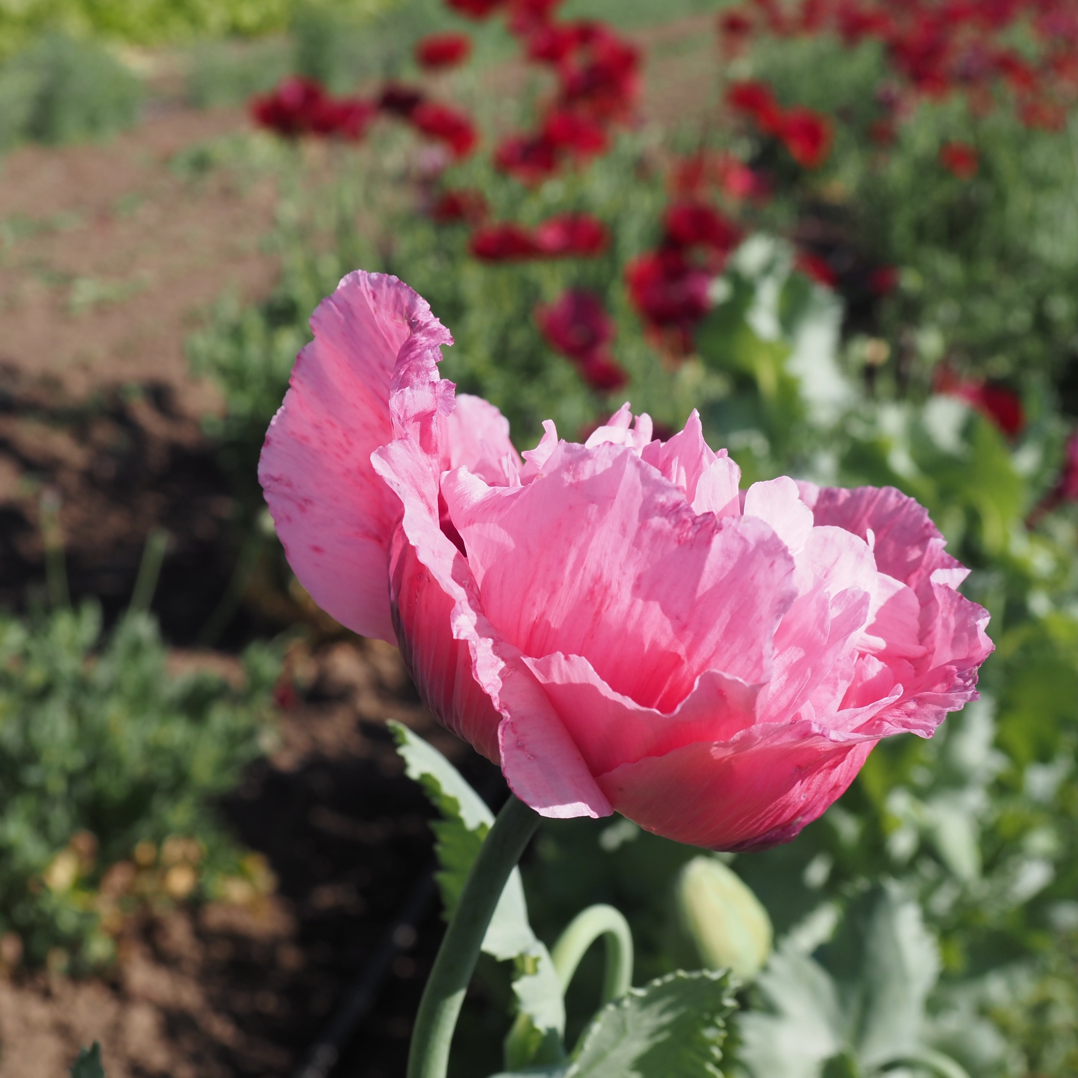 Poppy ⁃ Organic Seed - Flamatt Double Rose – Summertime Seed Co.